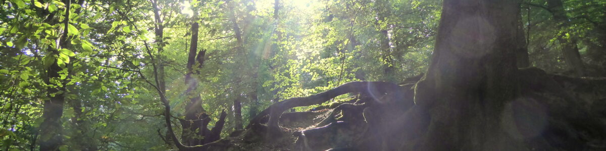 Survival, Prepping, Outdoor, Wald, Sonnenlicht