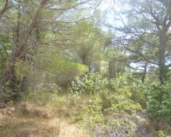 Überleben in der Wildnis, Wald, Outdoor-Survival