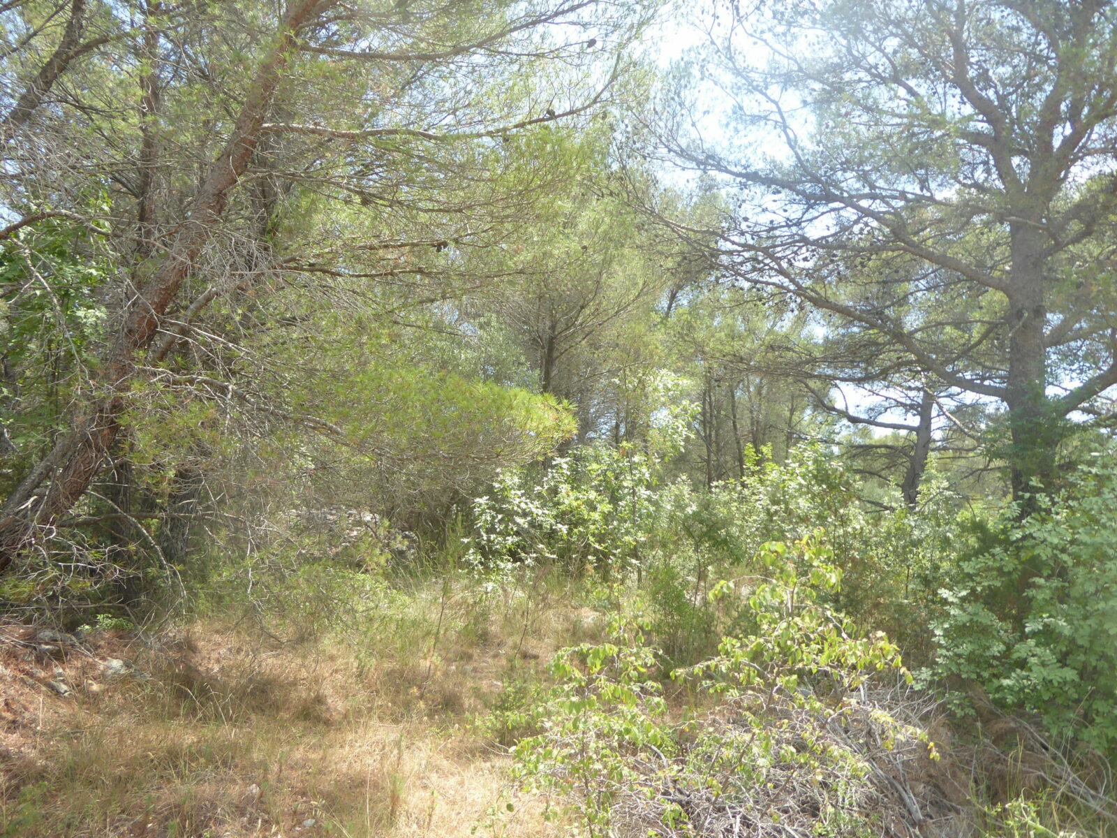 Überleben in der Wildnis, Wald, Outdoor-Survival