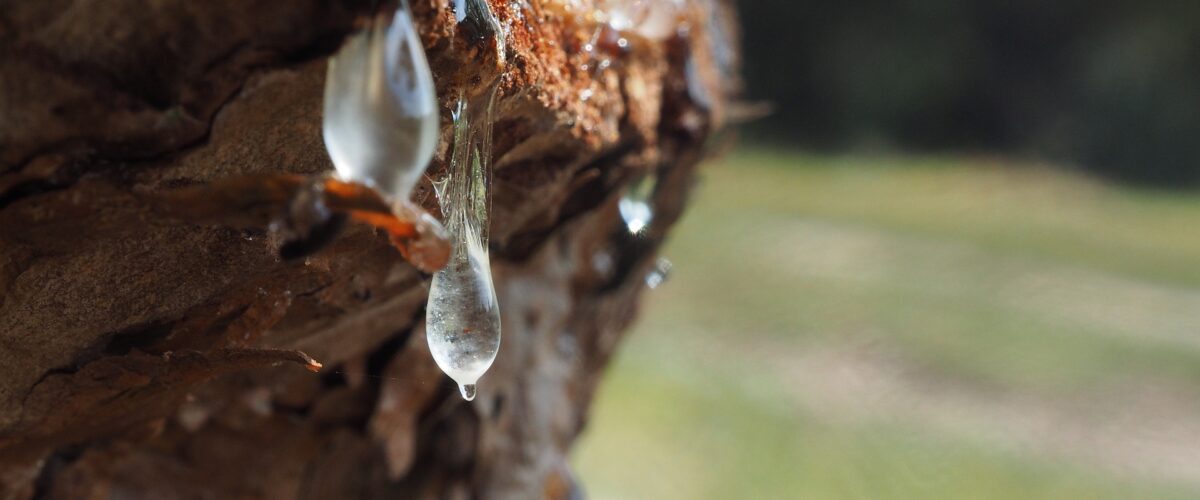 Harz, Naturprodukt, Survival, Wildnis, Erste Hilfe, Klebstoff, Licht, Wärme, Nadelbäume, Kiefernharz, Fichtenharz, Anritzen, Absammeln, Destillation, Lagerung, Konservierung, Sicherheit Überleben Krisenvorbereitung Bug Out Bushcraft Gesundheit