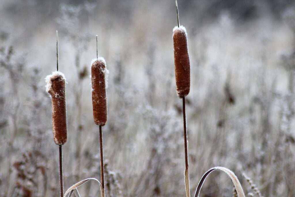 Rohrkolben Pflanzenkunde Survival Wildpflanzen Notnahrung Heilmittel Vegan-Survival Prepping Überleben Outdoor Kräuter