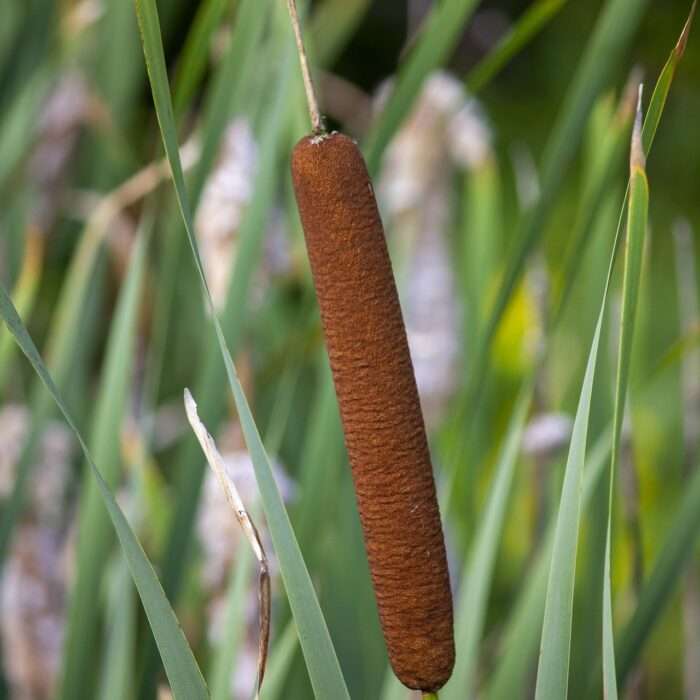 Rohrkolben Rohrkolben Pflanzenkunde Survival Wildpflanzen Notnahrung Heilmittel Vegan-Survival Prepping Überleben Outdoor Kräuter