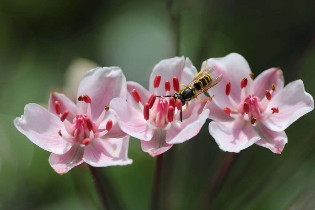 Schwanenblume: Die wilde Kartoffel am Wasser