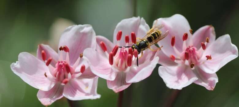 Schwanenblume Notnahrung Pflanzenkunde Survival Prepping Gesundheit Outdoor (2)