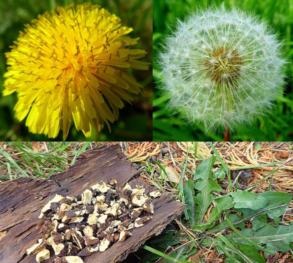 Der Löwenzahn (Taraxacum officinale): Die allgegenwärtige Überlebensration