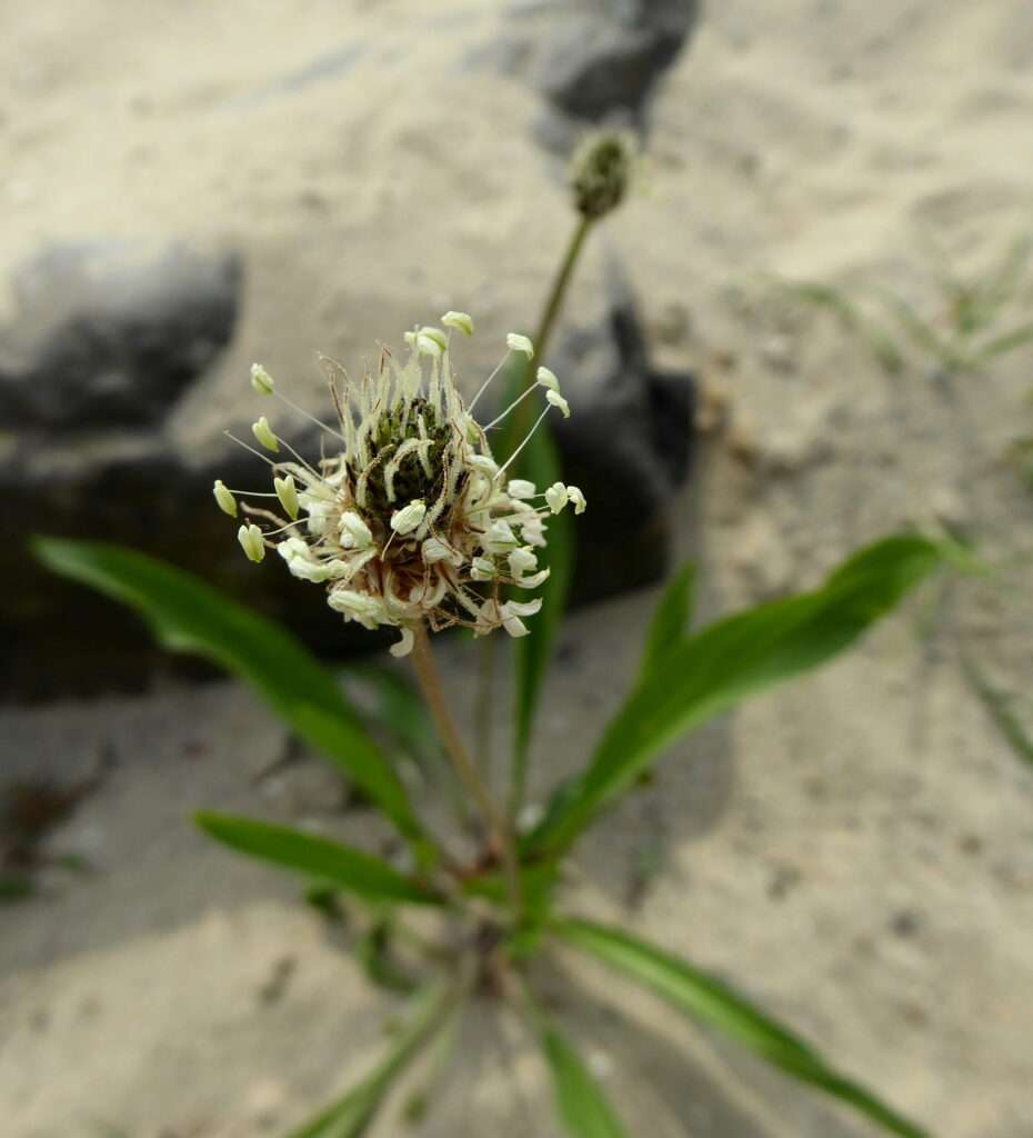 Die Wegeriche (Plantago spec.): Das grüne Nährstoffpaket, Notfall-Pflaster und Outdoor-Antibiotikum