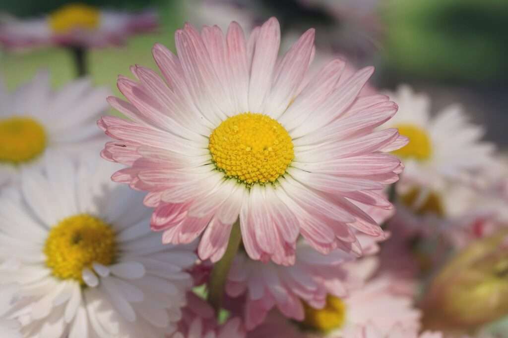Die bekannten weiß-rosa Blüten des Gänseblümchens in der Nahaufnahme. Eine überaus potente Heilpflanze, die zudem auch noch lecker schmeckt!