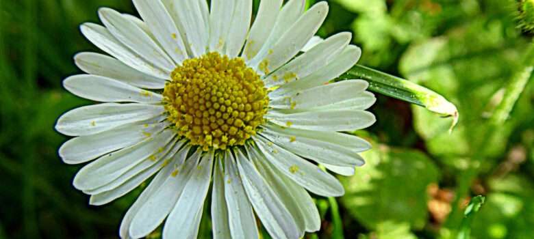 Das berüchtigte Gänseblümchen - jeder kennt es eigentlich, aber kaum jemand weiß, was dieses unscheinbare Pflänzchen in Notfällen leisten kann!