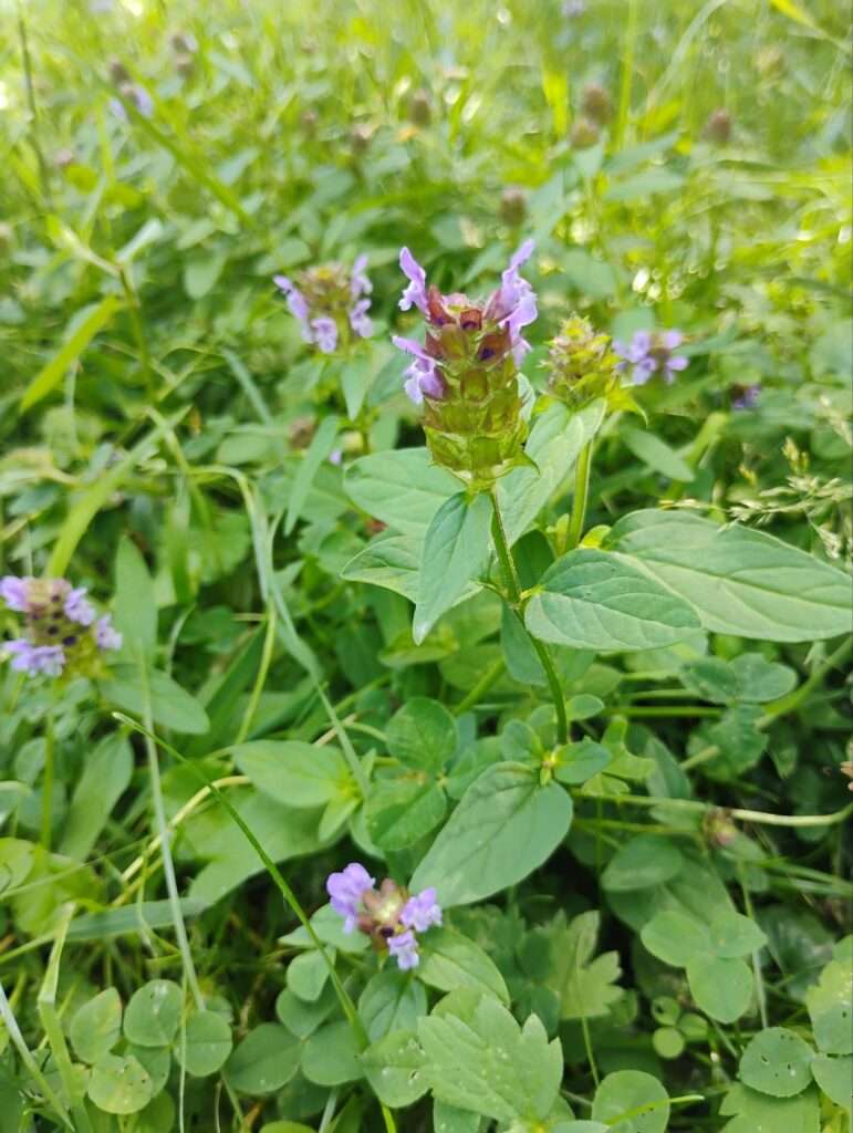 Die Kleine Braunelle (Prunella vulgaris): Ein unterschätztes Heilmittel für die Krisenvorsorge