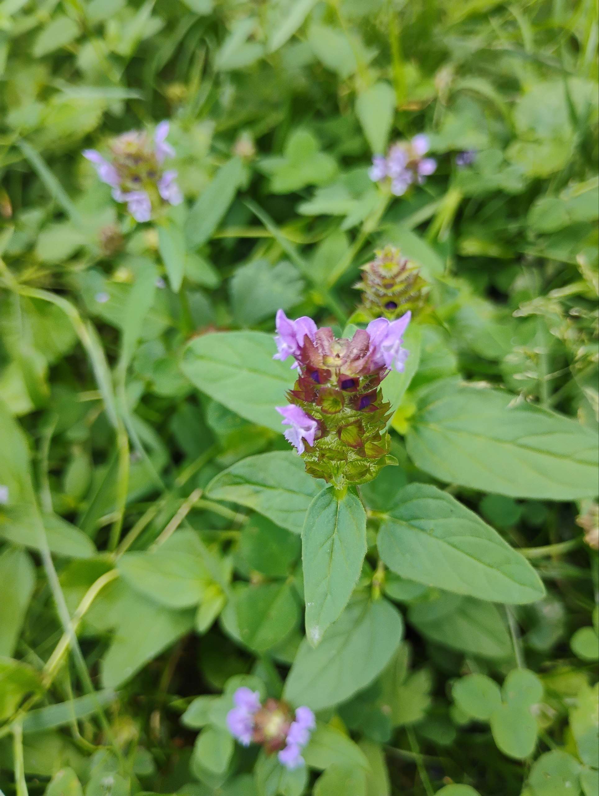 Die Kleine Braunelle in ihrem natürlichen Habitat, auf einer saftigen Wiese. Ihre auffälligen lila Blüten ragen unscheinbar zwischen den Gräsern hervor, aus der Nähe sieht man ihre Pracht.