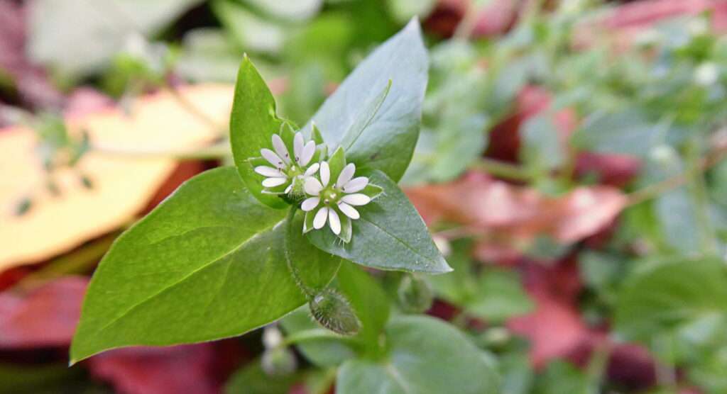 Die Vogelmiere (Stellaria media): Der unzerstörbare Ganzjahres-Teppich gegen den Winter-Blues