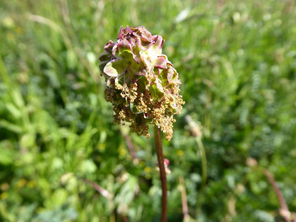 Der Wiesenknopf (Sanguisorba): Der blutstillende Gurken-Ersatz für die Wildnis-Küche