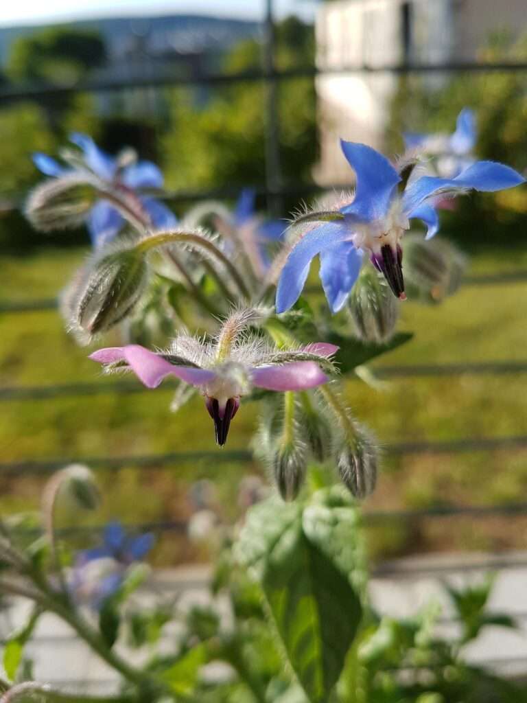 Der Borretsch (Borago officinalis): Wilder Gurken-Salat mit heilender Öl-Saat