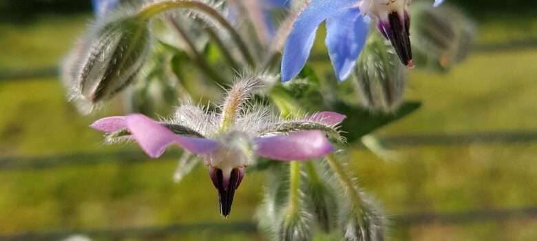Die auffälligen blauen (manchmal lilafarben überlaufenen) Blüten, fallen einem direkt auf. Sie sind nicht nur schön anzusehen, sondern weisen den Borretsch aus, der als Heilpflanze und Wildgemüse seit Jahrhunderten verwendet wird.