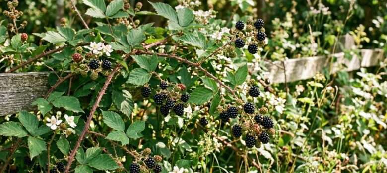 Die Brombeere ist allseits bekannt mit ihren schwarzen Beerenfrüchten und den typischen Blättern, die man auch im Winter an den dornigen Ranken noch gut erkennen kann.