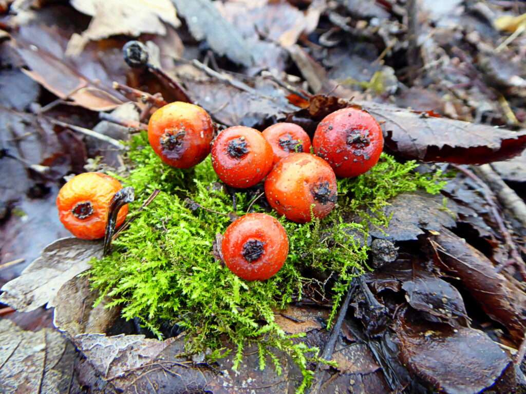 Die Elsbeere (Sorbus torminalis): Ein Edelbaum für Magen-Darm-Notfälle, Holzbau und Wildnis-Mehl