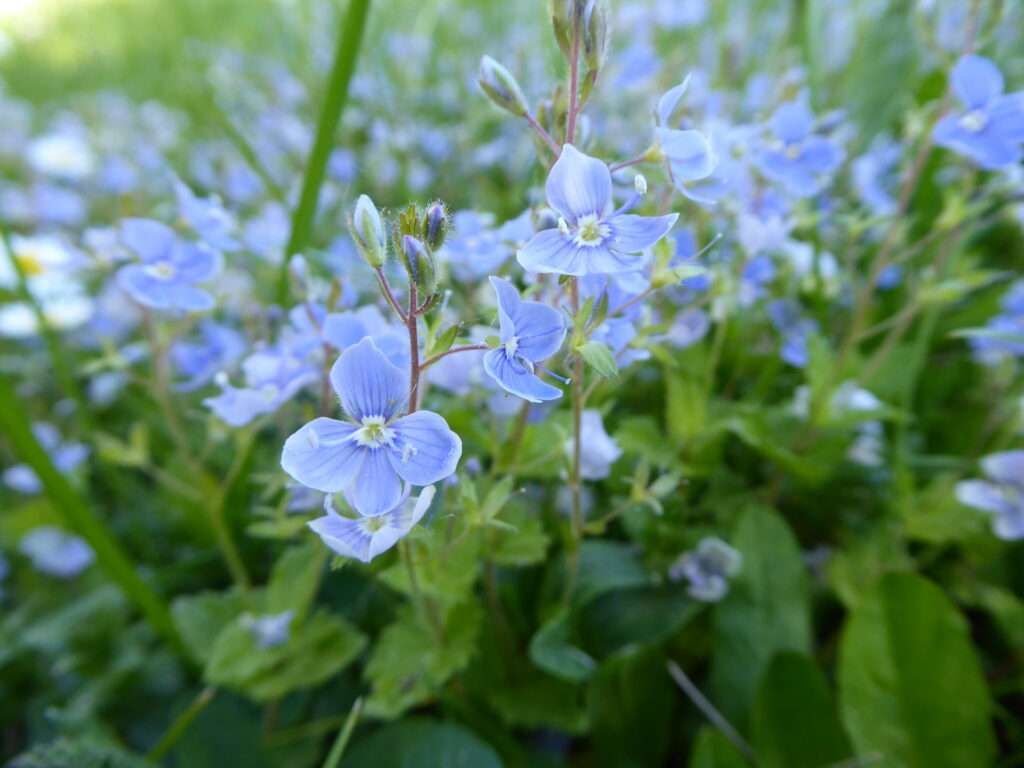 Der Gamander-Ehrenpreis (Veronica chamaedrys): Das zarte Blüten-Wunder für Haut, Leber und Feldapotheke