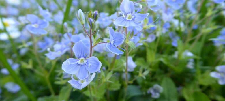 Die unverkennbaren blauen Blüten des Ehrenpreis zieren saftige Wiesen vom Frühling bis Spätsommer. Die ganze Pflanze kann als Nahrung genutzt oder als Heilmittel angewandt werden.