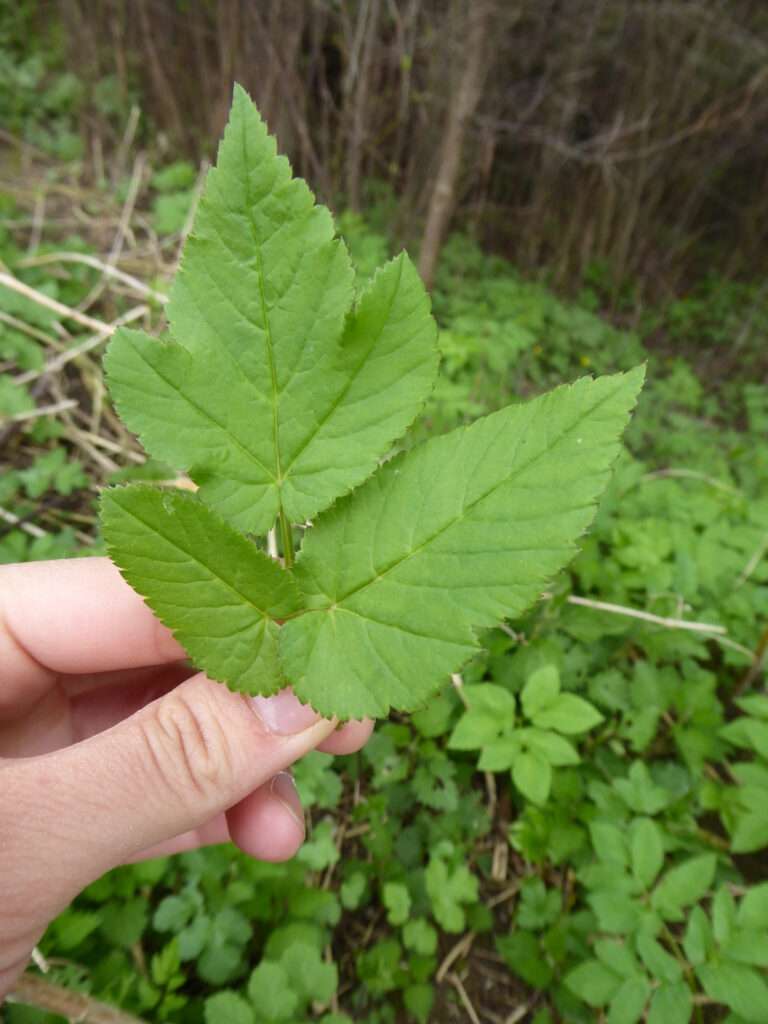 Der Giersch (Aegopodium podagraria): Das unzerstörbare Superfood und Gicht-Pflaster der Wildnis