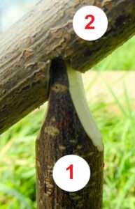 Konstruktionsschritt 2 nach der Vorbereitung der Bauteile für eine Schlagfalle mit Vierer-Auslöser (auch "Figure Four" genannt) zum Jagen von Kleintieren im Notfall.
