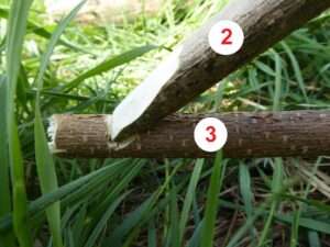 Konstruktionsschritt 3 nach der Vorbereitung der Bauteile für eine Schlagfalle mit Vierer-Auslöser (auch "Figure Four" genannt) zum Jagen von Kleintieren im Notfall.