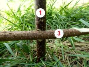 Konstruktionsschritt 1 nach der Vorbereitung der Bauteile für eine Schlagfalle mit Vierer-Auslöser (auch "Figure Four" genannt) zum Jagen von Kleintieren im Notfall.