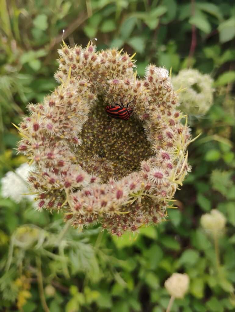 Die Wilde Möhre (Daucus carota): Das unterschätzte Survival-Superfood für die Notverpflegung