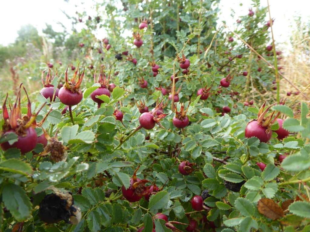 Die Hagebutte: Der Vitamin-C-Gigant für die kalte Jahreszeit
