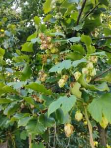 Der Hopfen in natürlichem Habitat, wie er an einem Baum hochrankt und an ihm herunterhängend seine Blüten bzw. Hopfen-Zapfen präsentiert.
