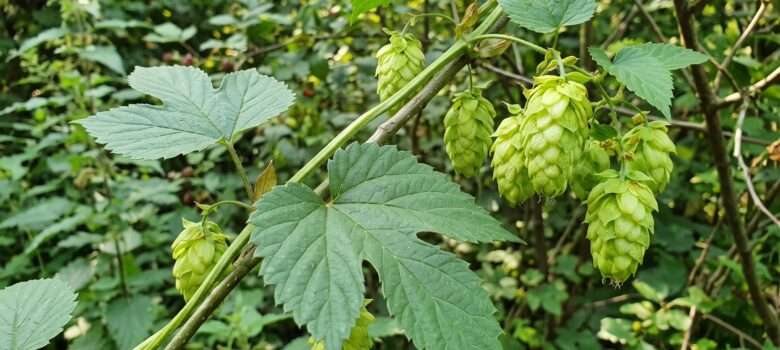 Der Echte Hopfen in seinem natürlichen Habitat. Gut zu erkennen die kletternde Rankenstruktur der Pflanze, die charakteristischen Hopfen-Zapfen und die Verbreitung in feuchten Auenwald-Landschaften.